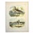 Sandpipers & Curlew by Studer, 1878 (Unframed) For Sale