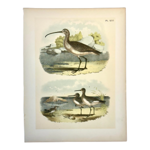 Sandpipers & Curlew by Studer, 1878 (Unframed)