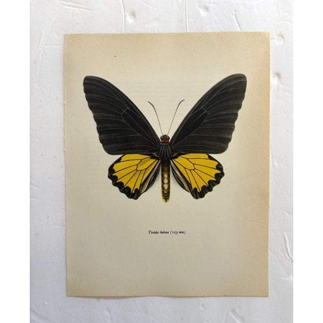 Up for sale is this gorgeous lithograph by F. Prochazka, published in Great Britain in 1965. It is in excellent, gently-...