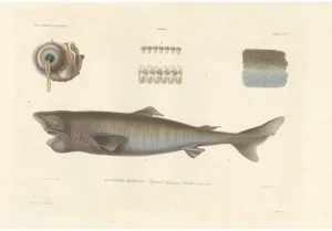 Langlumé, Greenland Shark with Detail Views, 1840s, Print