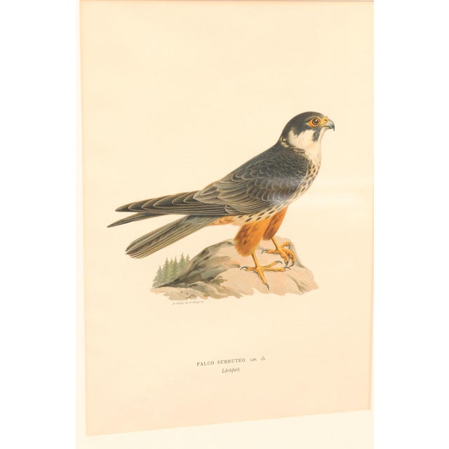 Early 20th Century Swedish Framed Osprey Lithographs, C. 1920 - Set of 2 For Sale - Image 10 of 12