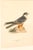 Early 20th Century Swedish Framed Osprey Lithographs, C. 1920 - Set of 2 For Sale - Image 10 of 12