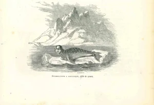 Paul Gervais, The Seal, Original Lithograph, 1854