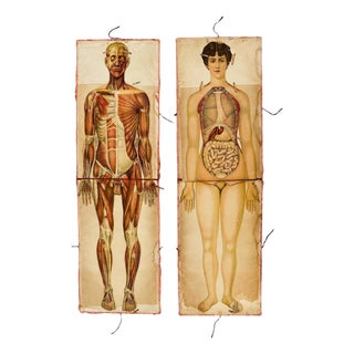 Pair of Rare Life-Sized Pilz Anatomical Flap Manikins, Germany, c. 1890 For Sale