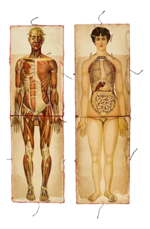 Pair of Rare Life-Sized Pilz Anatomical Flap Manikins, Germany, c. 1890