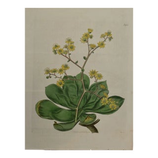 Flowering Houseleek Plant: A 19th C. Hand-Colored Botanical Engraving by Curtis, 1818 For Sale