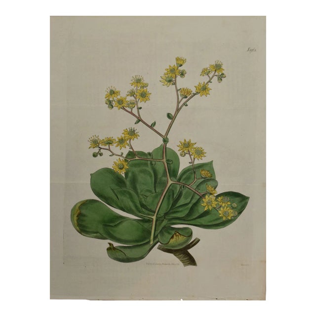 Flowering Houseleek Plant: A 19th C. Hand-Colored Botanical Engraving by Curtis, 1818 For Sale