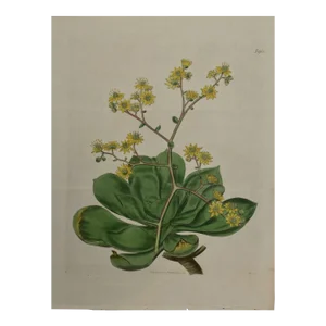 Flowering Houseleek Plant: A 19th C. Hand-Colored Botanical Engraving by Curtis, 1818
