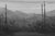 This oil on board painting captures a stark landscape rendered in grayscale, where tall, slender poles rise against a...