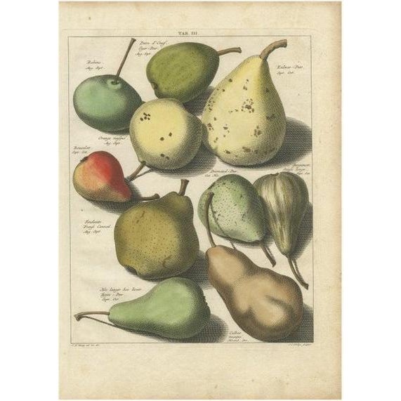 Paper Knoop, Various Pears, 1758, Paper For Sale - Image 7 of 7