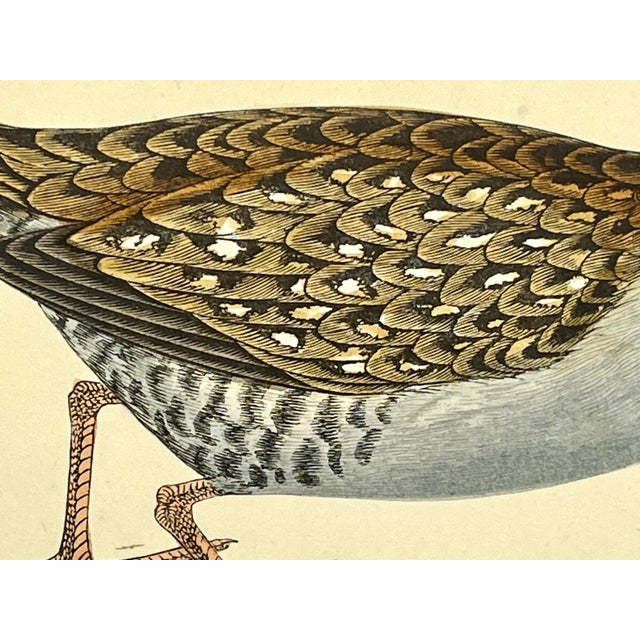 Antique Hand Tinted Bird Print From England Featuring a Baillon’s Crake - Circa 1880 For Sale In Dallas - Image 6 of 12