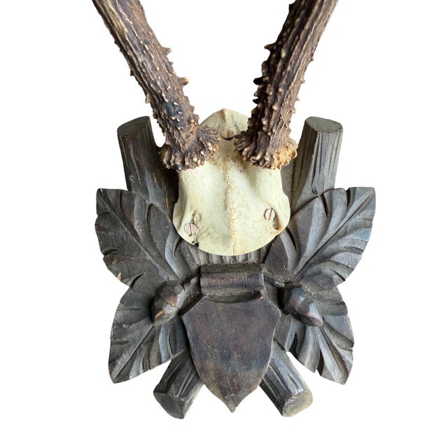 Cabin Roe Deer Trophy 120 Black Forest Antlers For Sale - Image 3 of 5