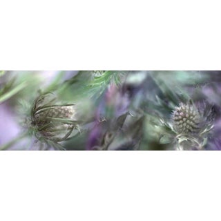 Quill by Nicole Katano Print, 30" x 82" For Sale