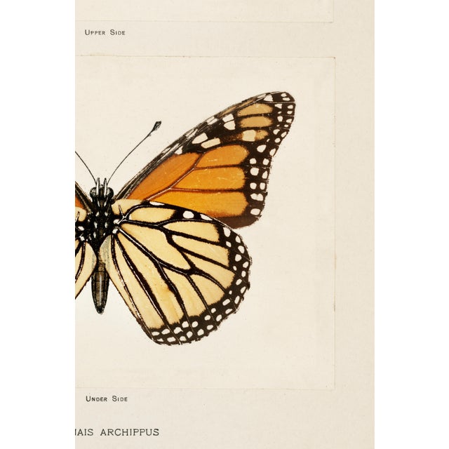 Not Yet Made - Made To Order Monarch Butterfly by Sherman F. Denton, Vintage Entomology Reproduction Art Print, 24" × 36" For Sale - Image 5 of 6