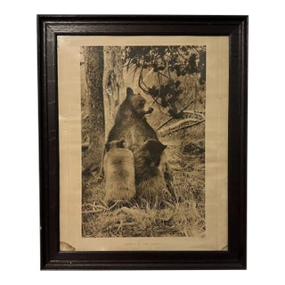 Antique 1907 Large Framed Print of Mama Bear & Cubs in Wood Frame For Sale