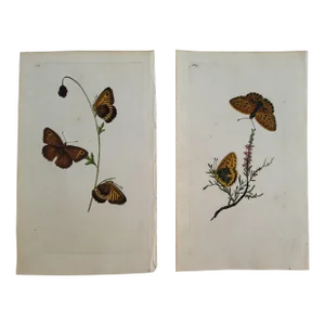 Pair of Antique Butterfly Prints From the Natural History of Insects, Ca 1790s London