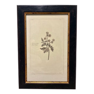 Vintage Matricaria Parthenium Feverfew Botanical Print in Black & Gold Wood Frame For Sale
