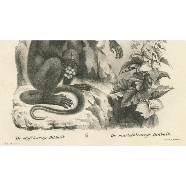 C. C. Last, Macaque, Mandrill & Dikbuik Monkeys, Lithographs, 1836, Set of 2 For Sale - Image 4 of 11