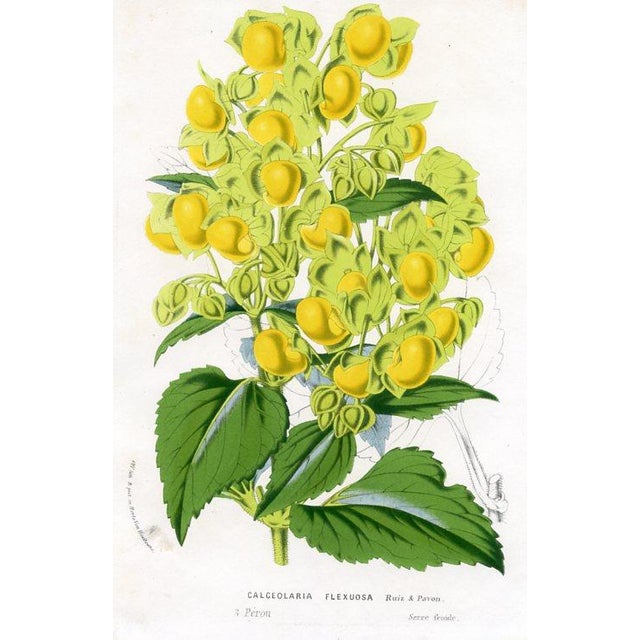 Original antique botanical print from Flore des Serres (Flowers of the Greenhouse) edited by Louis van Houtte. This hand-...