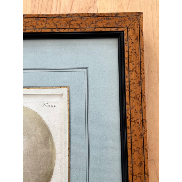 Drawing/Sketching Materials Pair (2) Matted and Framed Botanical Engravings of Gourds For Sale - Image 7 of 9