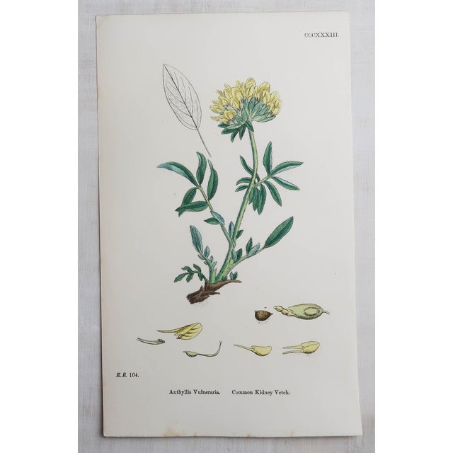 After Hooker, Botanical Illustrations, Prints, 1850, Set of 16 For Sale - Image 14 of 18