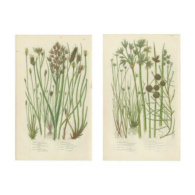 Anne Pratt, Sea Spleenwort and Green Spleenwort Ferns, 1873, Prints, Set of 2 For Sale - Image 4 of 9