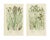 Anne Pratt, Sea Spleenwort and Green Spleenwort Ferns, 1873, Prints, Set of 2 For Sale - Image 4 of 9