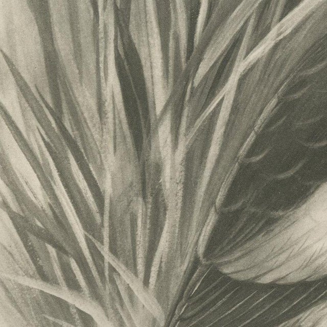 After Lilian Medland, Little Bittern, 1909, Print For Sale - Image 4 of 9