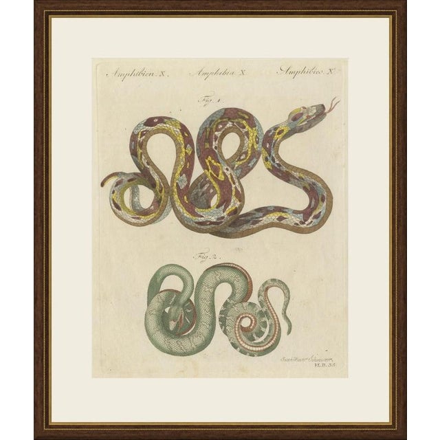 This antique snake print shows two serpents in looping coils, one boldly patterned in purple, yellow and pale blue and the...