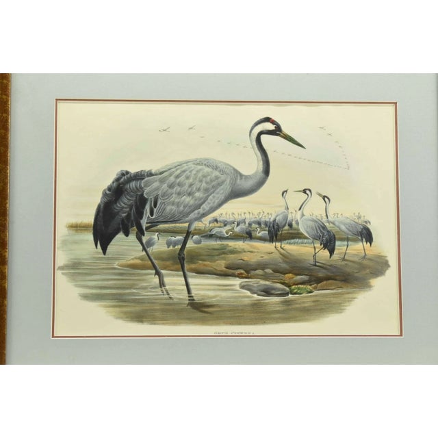 Up for sale is an original antique John Gould Grus Cinerea color lithograph. It's done with a realistic approach and...