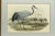 Up for sale is an original antique John Gould Grus Cinerea color lithograph. It's done with a realistic approach and...