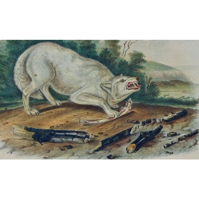 Audubon "White American Wolf" an Audubon Hand Colored by j.t. Bowen Lithograph, 1849-1854 For Sale - Image 4 of 5