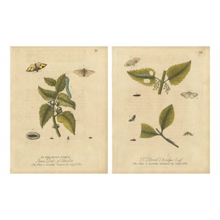 Albin, Entomology Plates of English Insects on Hazel & Elm, 1720, Engravings, Set of 2 For Sale