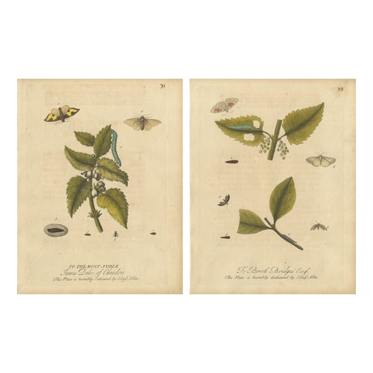 Albin, Entomology Plates of English Insects on Hazel & Elm, 1720, Engravings, Set of 2 For Sale