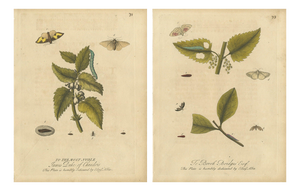 Albin, Entomology Plates of English Insects on Hazel & Elm, 1720, Engravings, Set of 2