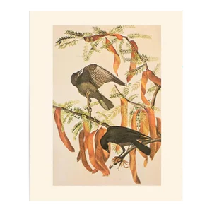 1966 Vintage Cottage Print "Fish Crow" After John James Audubon