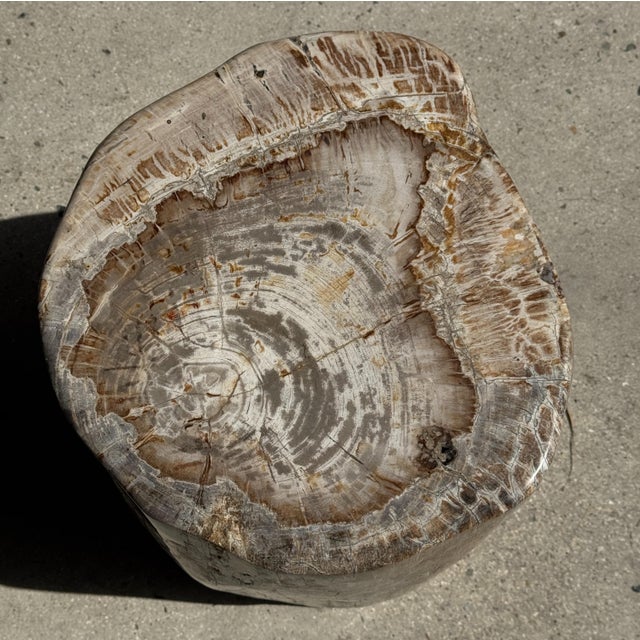 Large Side Table in White and Grey Petrified Wood For Sale - Image 12 of 18