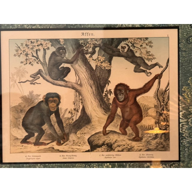 Set of Nine Gotthilf Von Schubert Natural History Chromolithographs For Sale - Image 15 of 17