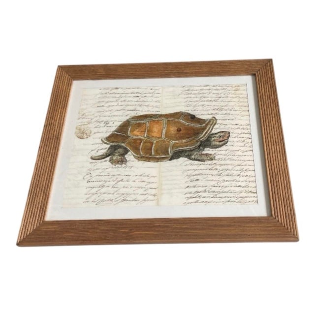 Wood Vintage Natural History Turtle Illustration Framed Print For Sale - Image 7 of 12