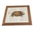 Wood Vintage Natural History Turtle Illustration Framed Print For Sale - Image 7 of 12