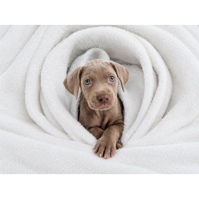 White 1980s Framed William Wegman Photo “ Puppy Series” Signed For Sale - Image 8 of 8