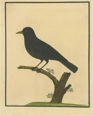 Eleazar Albin, Antique Hand-Colored Engraving of The Blackbird, 1730