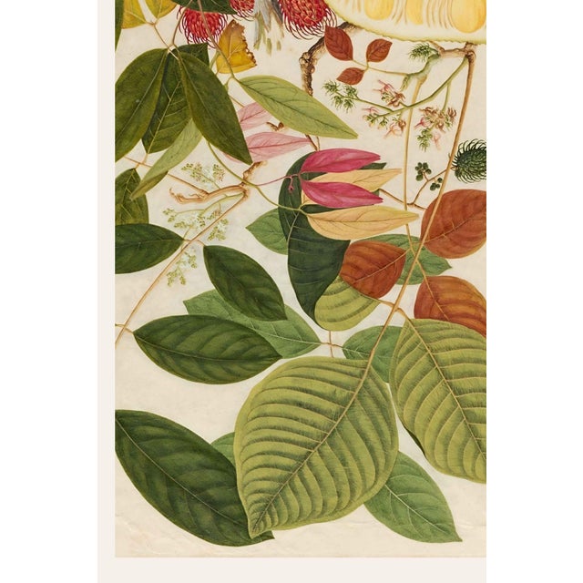 Not Yet Made - Made To Order Asian Tropical Fruit Botanical Plate 1, Giclée Art Print, 36" X 54" For Sale - Image 5 of 9