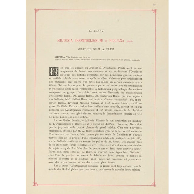 Late 19th Century C1890 French Antique Botanical Chromolithograph-Orchids, With Documentation, For Sale - Image 5 of 6