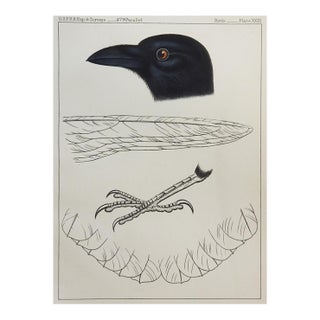 Mid 19th Century Crow Raven Lithograph Us Pacifc Railroad Book Plate For Sale