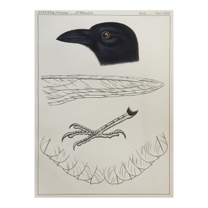 Mid 19th Century Crow Raven Lithograph Us Pacifc Railroad Book Plate