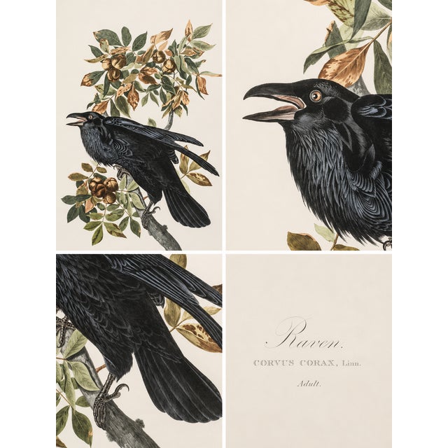 1980s 1980s The Abbeville Press Edition of the Raven (Plate 101) From the Birds of America by John James Audubon For Sale - Image 5 of 5