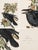 1980s 1980s The Abbeville Press Edition of the Raven (Plate 101) From the Birds of America by John James Audubon For Sale - Image 5 of 5