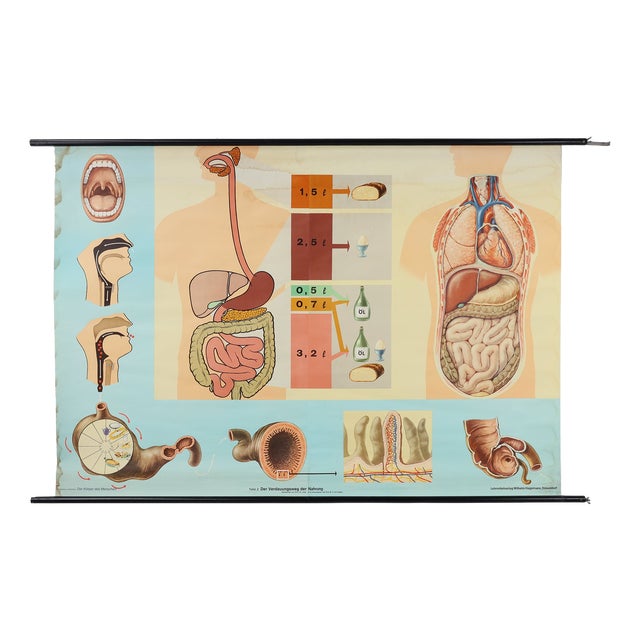 Mid-Century School Map of Digestion, Germany, 1960s For Sale