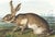 Original first edition Audubon stone lithograph from "The Viviparous Quadrupeds of North America", octavo edition, printed...